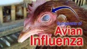 Gripe aviária, o que é gripe aviária, como evitar a gripe aviária, sintomas da gripe aviária, transmissão da gripe (os sintomas da gripe aviaria são semelhantes ao de uma gripe comum. Gripe Aviaria Sintomas De Gripe Influenza Aviaria H5n1 Doencas De Galinhas Youtube