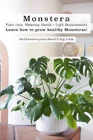 Monstera Plant Care Plants Big Indoor Plants Plant Care