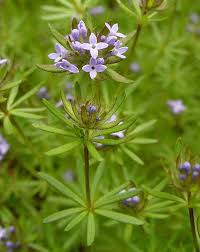 Image result for Leptactina involucrata