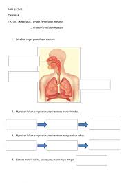 Organ pernafasan manusia sains tahun 4. 0rgan Pernafasan Manusia Worksheet