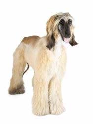 Jun 16, 2021 · survivor spoiler 16/06: Afghan Hound Afganiko Lagwniko Getpet Gr