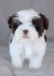 Havanese puppies—like all breeds—can vary a lot in terms of price. 770 Havanese Puppies Ideas Havanese Puppies Havanese Puppies