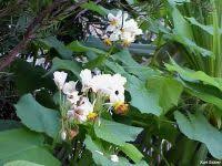 Image result for Sparrmannia ricinocarpa
