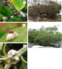 Image result for Tragus pedunculatus