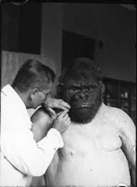 1935 Berlin Zoo Bobby The Gorilla Science And Nature Natural History Biodiversity