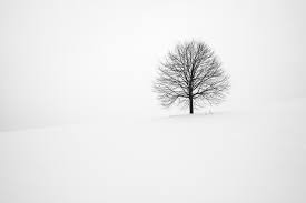 But last week the home owner's assoc. How To Tell If Your Tree Is Dead Or Dormant In Winter North American Tree Service