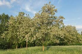 Image result for Robinia