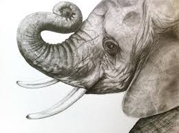 Make sure to execute the, accordingly. Print Baby Elephant Head Drawing In Graphite Etsy