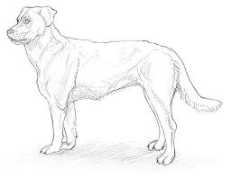 Einen Hund Malen Und Zeichnen