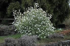 This ninebark requires little pruning. 25 Bushes With White Flowers White Flowering Shrubs