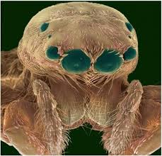 Pin By عبدالرحيم البلوشي On مجهريات Scanning Electron Microscope Insect Photos Pictures Of Insects