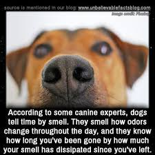 According To Some Canine Experts Dogs Tell Time By Smell They Smell How Odors Change Throughout The Day Cute Little Animals Animal Facts Cute Funny Animals