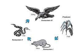 Rumput → kelinci → burung hantu salju →. Hasil Gambar Untuk Gambar Rantai Makanan Di Sawah Rantai Makanan Gambar Makanan