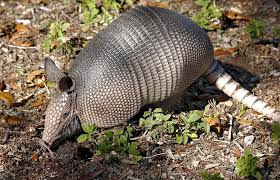 Lifestyle expert laura morey, your simple solutions diva, shows you a way to keep armadillos from digging in your yard or under your home's foundation. How To Get Rid Of Armadillo 4 Natural Ways Keep Armadillos Out Of Your Yard