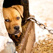 Animal cruelty includes many kinds of mistreatment, from temporarily failing to provide essential care to the malicious killing or repeated torturing of an every state defines animal cruelty differently, both in terms of the specific actions that are prohibited and the categories of animals that are protected. Animal Cruelty Dog Fighting Puppy Mill Hoarding Aspca
