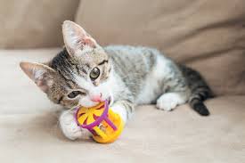 Kittens love to bite, wrestle with, and pounce on their littermates. Kitten Biting Here S How To Stop It Catster