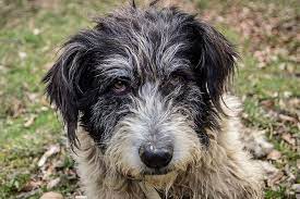 Portrait of mioritic romanian shepherd dog guarding a car. Romanian Mioritic Shepherd Dog Dog Breed Information American Kennel Club