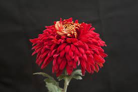 Anemone Anemone Chrysanthemum Flowers