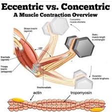 why i need eccentric exercises in my