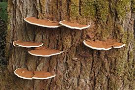 Image result for Ganoderma applanatum