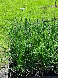 Image result for Tulbaghia acutiloba