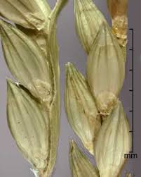 Image result for Urochloa panicoides