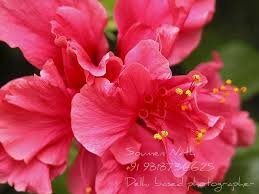 China Rose Chinese Hibiscus Hindi Gurhal Hibiscus Rosa Sinensis Hibiscus Rosa Sinensis Hibiscus China Rose