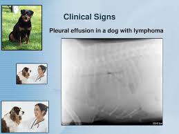 Treatment with prednisone (a corticosteroid) treatment can buy your dog some time, but it rarely cures the disease and unfortunately most dogs with lymphoma will have a relapse at some point. Managing Lymphoma In Small Animal Practice Ppt Download