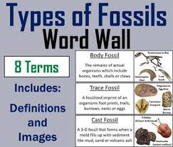 Types Of Fossils Word Wall Cards Word Wall Cards Word Wall Science Word Wall Cards