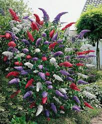 Mixed Buddleia Butterfly Bush Pixdaus Plants Trees To Plant Outdoor Plants