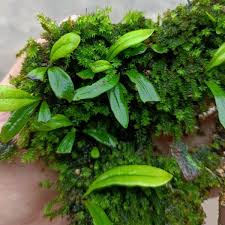 Image result for Lepisorus schraderi