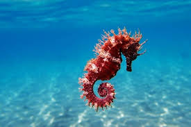 Sebuah ilustrasi seorang yang sedang meneliti dasar laut dengan menggunakan kapal selam menyusuri dasar laut. 10 Fakta Unik Tentang Kuda Laut Hewan Bawah Air Yang Paling Setia