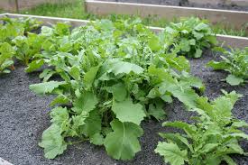 Broccoli like to spread out wide, so be sure to only plant one per 5 gallon container. How To Grow Broccoli Rabe Plant Instructions