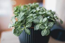 Most need a large quantity eaten to be toxic or poisonous. Fittonia Plant Care How To Grow Maintain Nerve Plants Apartment Therapy