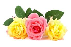 Yellow roses bring a sunny side wherever they go. Pink And Yellow Roses Isolated On White Stock Image Colourbox