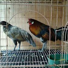Saya Menjual Ayam Hutan Merah Sumatera Seharga Rp1 500 000 Dapatkan Produk Ini Hanya Di Shopee Http Shopee Co Id Ishakjuragancemani 398571 Animals Wallpaper