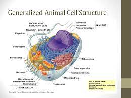 We did not find results for: Human Anatomy And Physiology Ppt Download