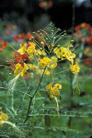 Image result for Caesalpinia cassioides