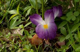 Image result for Siphonochilus