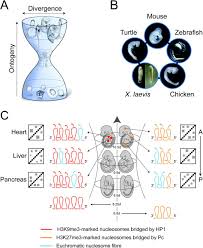 Maybe you would like to learn more about one of these? Biology And Physics Of Heterochromatin Like Domains Complexes Biorxiv