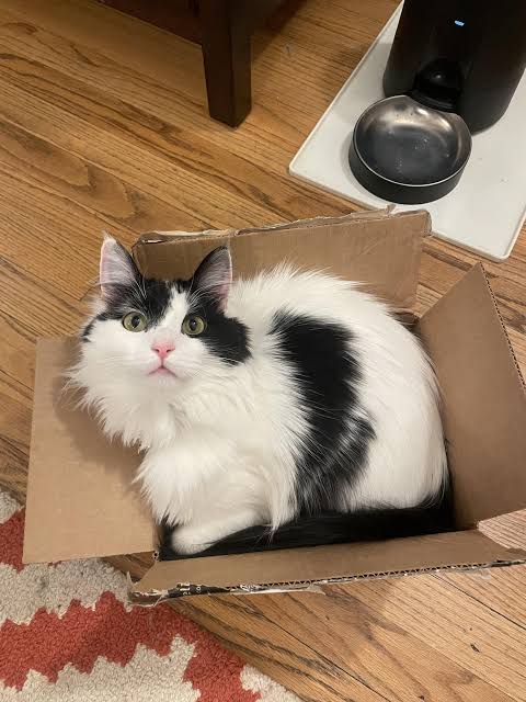 How to brush FHS kitty? : r/feline_hyperesthesia