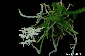 Image result for Mystacidium venosum