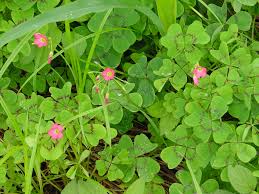 Image result for Oxalis tetraphylla