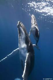 Beautiful Whales Ocean Creatures Animals Sea Animals