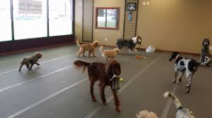 2nd and 3rd dogs 50% off, daycare only. Train Your Dog To Fetch Groomingdales