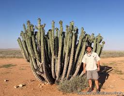 Image result for Euphorbia lissosperma