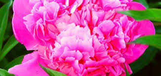 Pin On Jardin