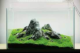 Iwagumi Style Aquarium Ikan Akuarium Akuarium Ikan