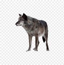 Download png image you need and share it via sns. Download Dark Wolf Png Images Background Toppng