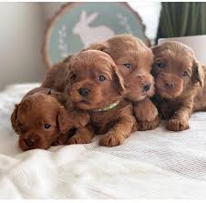 We take great pride in the quality of our goldendoodle puppies. Golden Doodle Puppies For Sale And Adoption Near Me Home Facebook